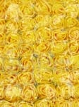 Trandafiri din spumă galbenă 20mm cu tul 12 pieces 181216