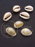 Scoici 17~23x11~16x9~12mm 1 pachet 40g ~27 buc 355594